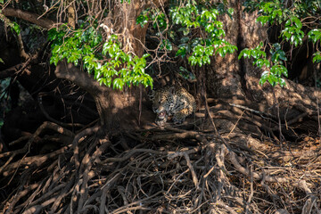 Yaguarete en Arbol © Tomas