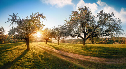 Rural paradise landscape with the sun rising behind blossoming trees