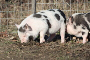 Playful little piglets are exploring their interesting environment on the farm today