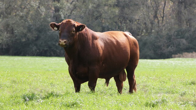 LVIESTOCK ANGUS BRANGUS BRAHMAN CHAROLAIS TEXAS 