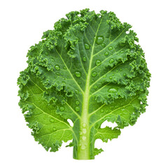 Vibrant Green Leafy Kale Icon with Dewdrops