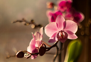 Różowe kwiaty Storczyków. Orchidea. © mycatherina