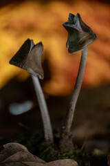 two interesting mushrooms on bright yellow background. Mycena sp. mushrooms or other small musroom species.
