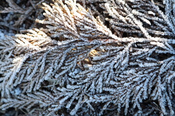 A gorgeous closeup view of a frosted evergreen branch showcasing its intricate details and beauty