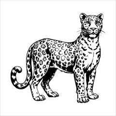 Black and white drawing of a leopard standing in front of a white background