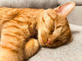 A sleeping ginger cute cat. Good for any project.