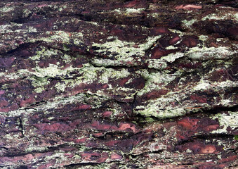 The tree bark texture from the forest. Good for any project.