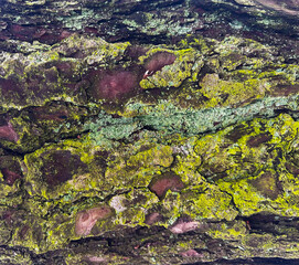 Moss on the tree background from the forest. Good for any project.