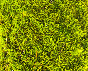 A green moss texture from the forest. Good for any project.