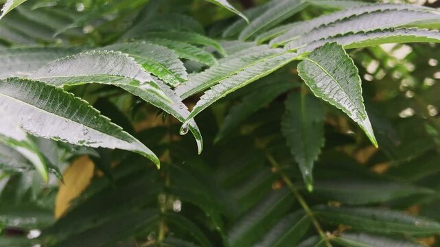 Raindrops fall on the green leaves of the Rhus typhina, the staghorn sumac tree.