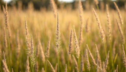 Fototapeta premium Close-Up of Blooming Kangaroo Grass Field