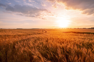 Golden wheat field in a peaceful rural landscape at sunset, field in a state before harvest