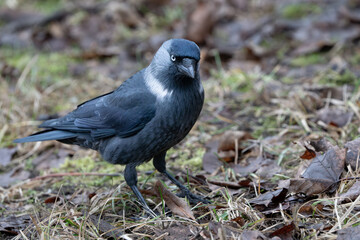 Jackdaw 