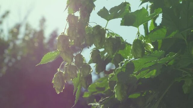 Hop cone absorbs sunlight on farm where essential ingredients for brewing grow. Farm supplies high-quality hop, which delivers bitterness and flavor during fermentation