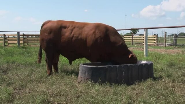 LVIESTOCK ANGUS BRANGUS BRAHMAN CHAROLAIS TEXAS 