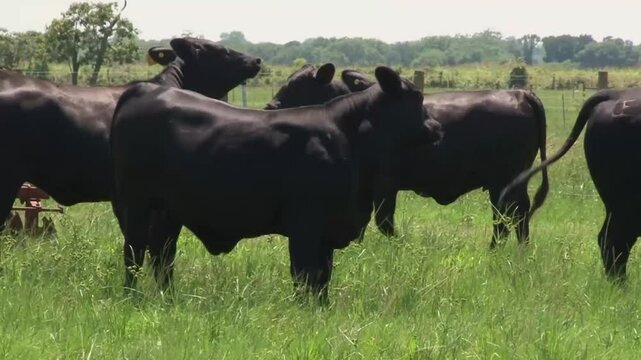 LIVESTOCK ANGUS BLACK CATTLE IN FARM