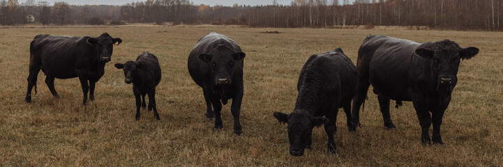 Rural pasture surrounded by a grim and atmospheric farm landscape. Livestock concept. Banner with copy space.