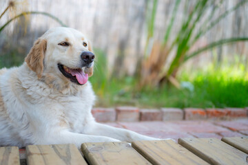 Mascota