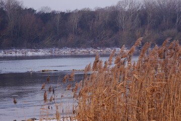 reeds in the water