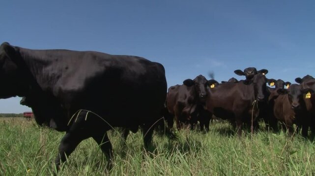LIVESTOCK ANGUS BLACK CATTLE IN FARM