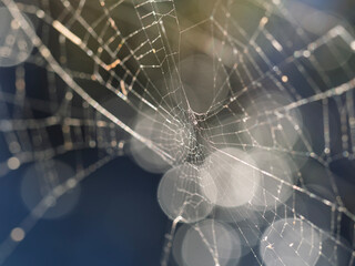 Spider net in a meadow