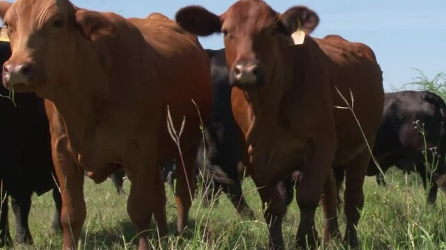 LVIESTOCK ANGUS BRANGUS BRAHMAN CHAROLAIS TEXAS 