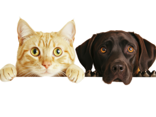 Isolated Cat and Dog Peeking Over Edge