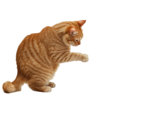 Isolated Playful Ginger Cat