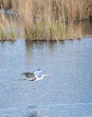 Heron nel lago oasi di porta in toscana