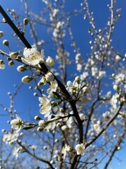blooming tree