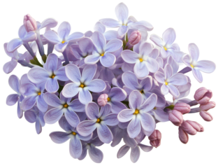 Isolated Lilac Flowers