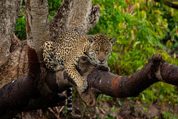 Yaguarete en Arbol © Tomas