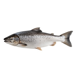 Naklejka premium Close up of trout isolated on white or transparent background