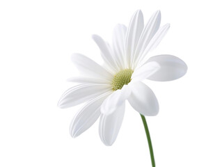 Isolated White Daisy Flower with Green Stem