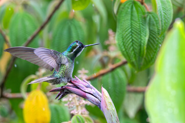 Green-breasted mountaingem landing on a flower.