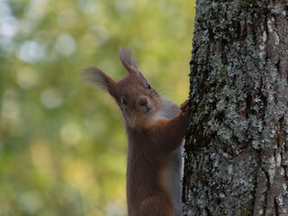 Ecureuil