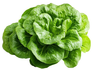 Isolated Butter Lettuce