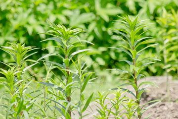 Ancient Egyptian Temple Ruins 0037
