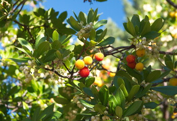 Arbutus unedo, strawberry tree with fruits and flowers, ornamental and medicinal plant with edible fruits