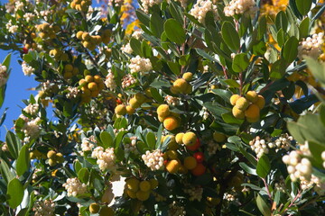 Arbutus unedo, strawberry tree with fruits and flowers, ornamental and medicinal plant with edible fruits