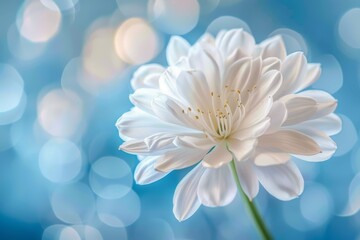 Fototapeta premium Blue flower in the wild