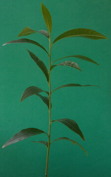 Young plant of  Fouteria lucuma, a species of tree in the family Sapotaceae, cultivated for its fruit, the l&uacute;cuma. It is native to the Andean, Ecuador, Chile and Peru, on green background