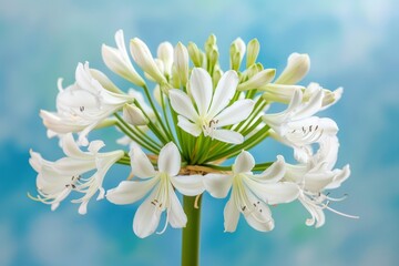 Fototapeta premium Blue flower in the wild