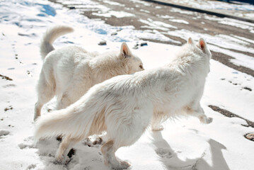 Two White Fluffy Dogs Playing in Snow.