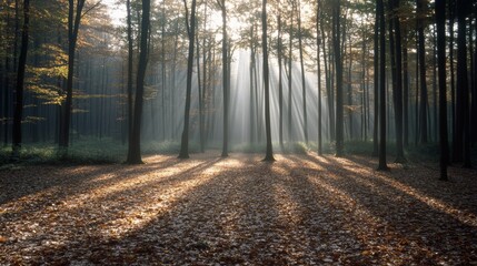 Fototapeta premium Sunbeams filter through a dense forest, casting dramatic shadows and illuminating the serene woodland floor, capturing nature’s ethereal essence.