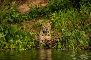 Yaguarete en la selva © Tomas