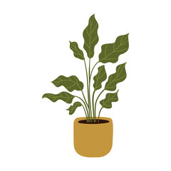 A potted plant showcasing lush green leaves against a white background