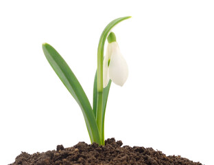 Snowdrops on white.