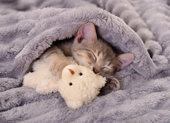 Kitten sleeping with teddy.