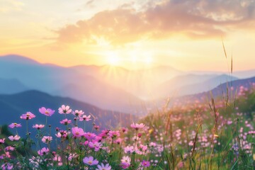 Obraz premium Cosmos colorful flower in the field. Photo toned style Instagram filters. Nature background.